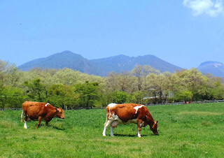 那須高原 南ヶ丘牧場
