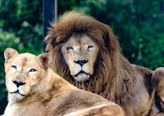 那須サファリパーク