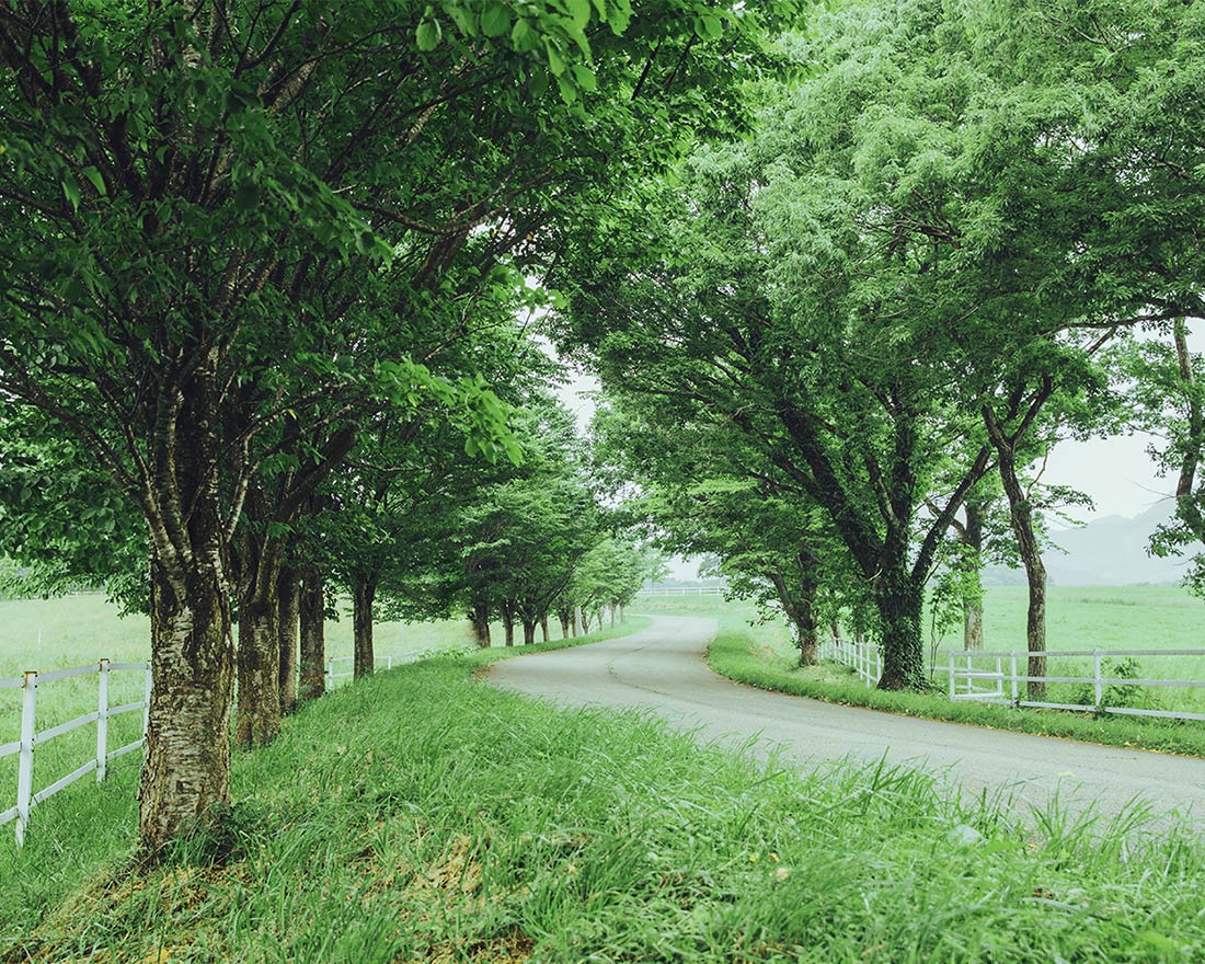 のどかな高原の道を歩く。